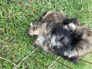 ADORABLE POODLE SHIH TZU FEMALE PUPPIES