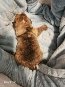 AKC ENGLISH BULLDOG PUPPIES
