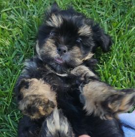 SHIH TZU/ POMCHI MIXES