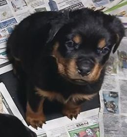 AKC ROTTWEILER PUPPIES