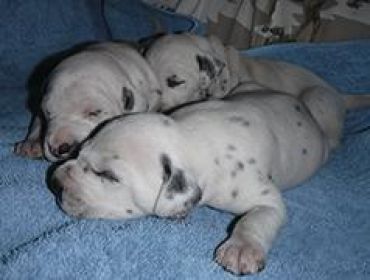 DALMATIAN PUPPIES 