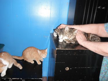 BOX TRAINED KITTENS