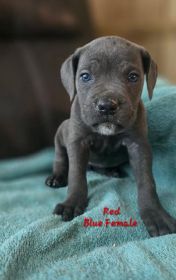 AKC CANE CORSO PUPPIES