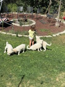 GREAT PYRENEES/ ANATOLIAN GUARD PUPS