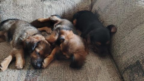 HEY TAKE A LOOK AT THESE SCOTTISH TERRIERS