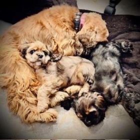 ADORABLE, PLAYFUL & LOVING COCKER SPANIEL PUPPIES