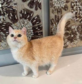 FEMALE BRITISH CATS