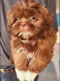 ADORABLE CHOCOLATE SHIH-TZU PUPPIES