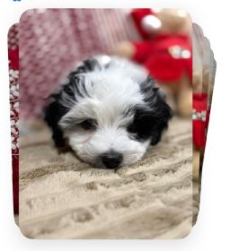 COTON DE TULEAR, TWO LEFT!