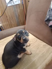 CHIWEENIE MIX PUPPIES