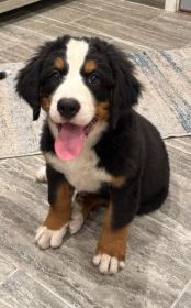AKC BERNESE MOUNTAIN DOG PUPPIES