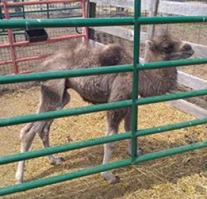 MONTH OLD BACTRIN CAMEL ON THE BOTTLE