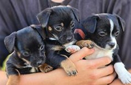 CHIHUAHUA, PUG, COCKAPOO & MORE MIX PUPPIES