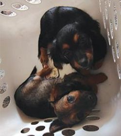HEY TAKE A LOOK AT THESE SCOTTISH TERRIERS