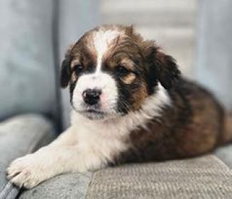 AKC CHOCOLATE AUSSIE SIRE