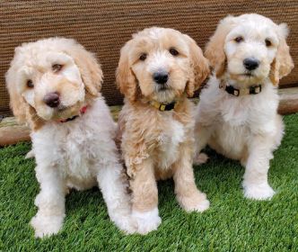 ADORABLE F1B GOLDENDOODLE