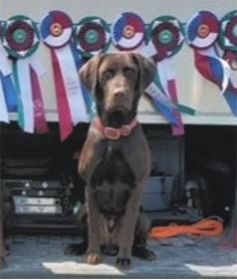 CHOCOLATE LAB PUPPIES