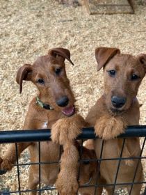 AKC IRISH TERRIER PUPPIES