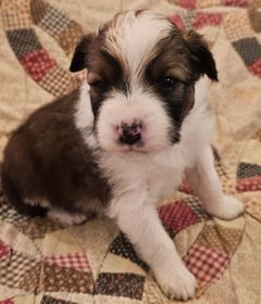 CHOCOLATE AUSSIE/ RED HEELER PUPPIES