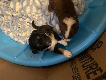 BEAUTIFUL MINIATURE AUSTRALIAN SHEPHERD PUPPIES