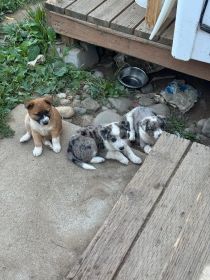 BORDER COLLIE HEELER PUPPIES