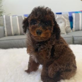 TOY COCKAPOO PUPPIES 