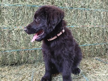 SHEPADOODLE PUPPIES