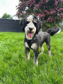 BERNEDOODLE 50% BERNESE MOUNTAIN DOG, 50% POODLE