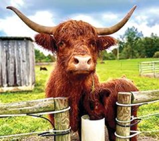 LIVESTOCK DRINKING POST