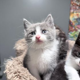 RAGDOLL KITTENS