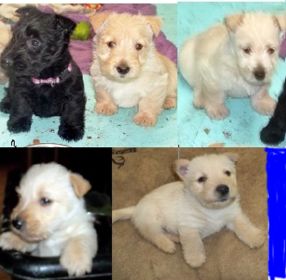 AKC REG. SCOTTISH TERRIER PUPPIES