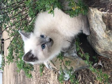 RAGDOLL SIAMESE KITTENS