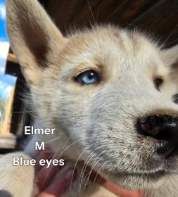 PUREBRED HUSKY PUPPIES 9 WEEKS OLD.