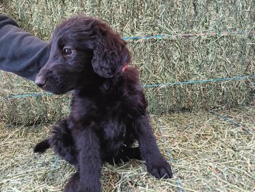 SHEPADOODLE PUPPIES