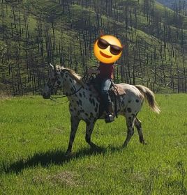 REG. ApHC APPALOOSA MARE- GREAT TRAIL HORSE!