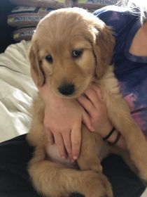 AKC GOLDEN RETRIEVERS