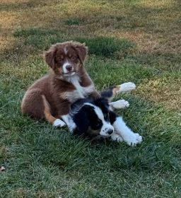 AKC MINI AMERICAN SHEPHERD PUPPIES