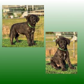 SUPER CUTE GIANT SCHNOODLE CROSS PUPPIES