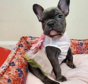 FRENCH BULLDOG PUPPIES