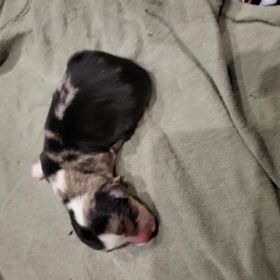 3/4 CORGI, 1/4 MINI AUSSIE PUPPIES 
