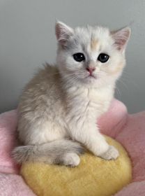 BRITISH KITTENS ARE AVAILABLE FOR A NEW HOME