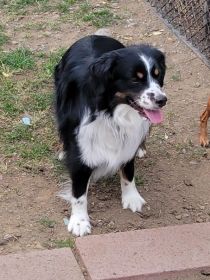 AKC REG. MINIATURE AMERICAN SHEPHERD PUPPIES