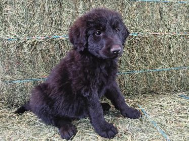SHEPADOODLE PUPPIES