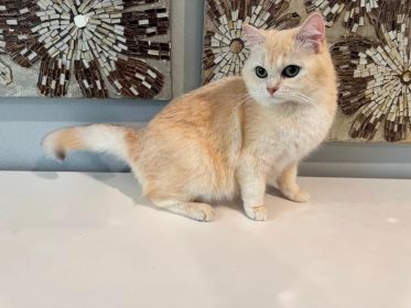 FEMALE BRITISH CATS