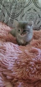 RAGDOLL CROSS KITTENS