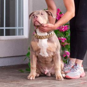 PUREBRED XL & XXL AMERICAN BULLIES FOR SALE & REHOMING