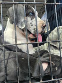 PUREBRED GREAT DANES