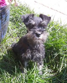 AKC REG. MINI SCHNAUZER MALE PUPPY