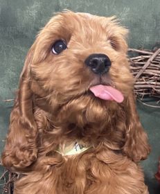 COCKAPOO & MINIATURE POODLE PUPPIES!