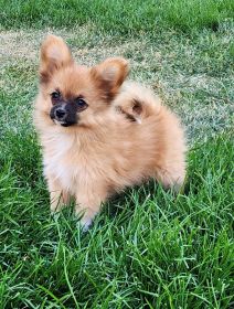 PAPERANIANS (PAPILLON x POMERANIAN)